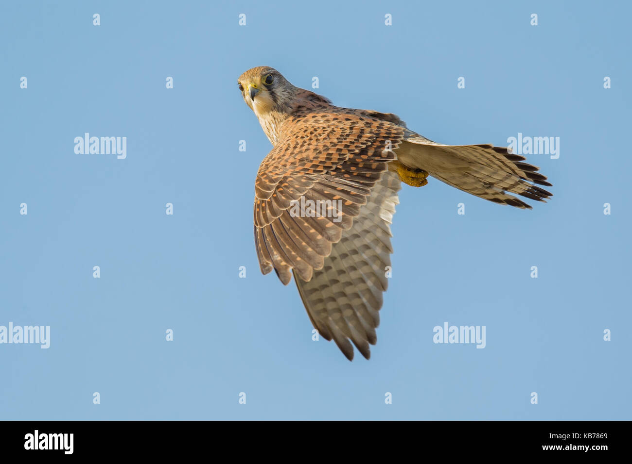 Comune di gheppio (Falco tinnunculus) in volo, Paesi Bassi NOORD-HOLLAND, wieringermeer Foto Stock