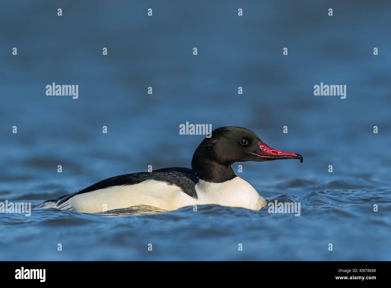 Comune (merganser Mergus merganser) maschio nuoto, Paesi Bassi NOORD-HOLLAND Foto Stock