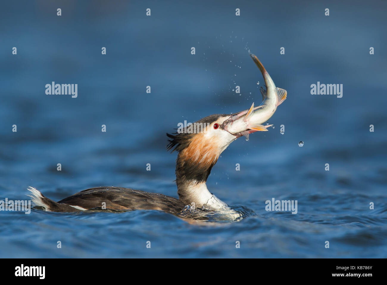 Svasso maggiore (Podiceps cristatus) con un pesce nel becco, Paesi Bassi NOORD-HOLLAND Foto Stock