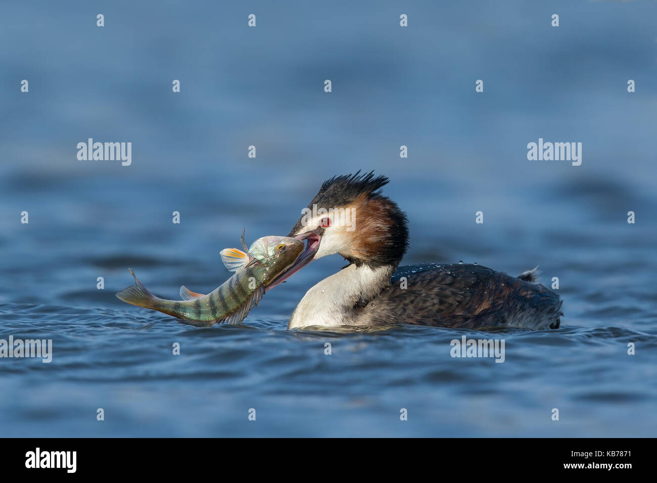 Svasso maggiore (Podiceps cristatus) con un pesce nel becco, Paesi Bassi NOORD-HOLLAND Foto Stock