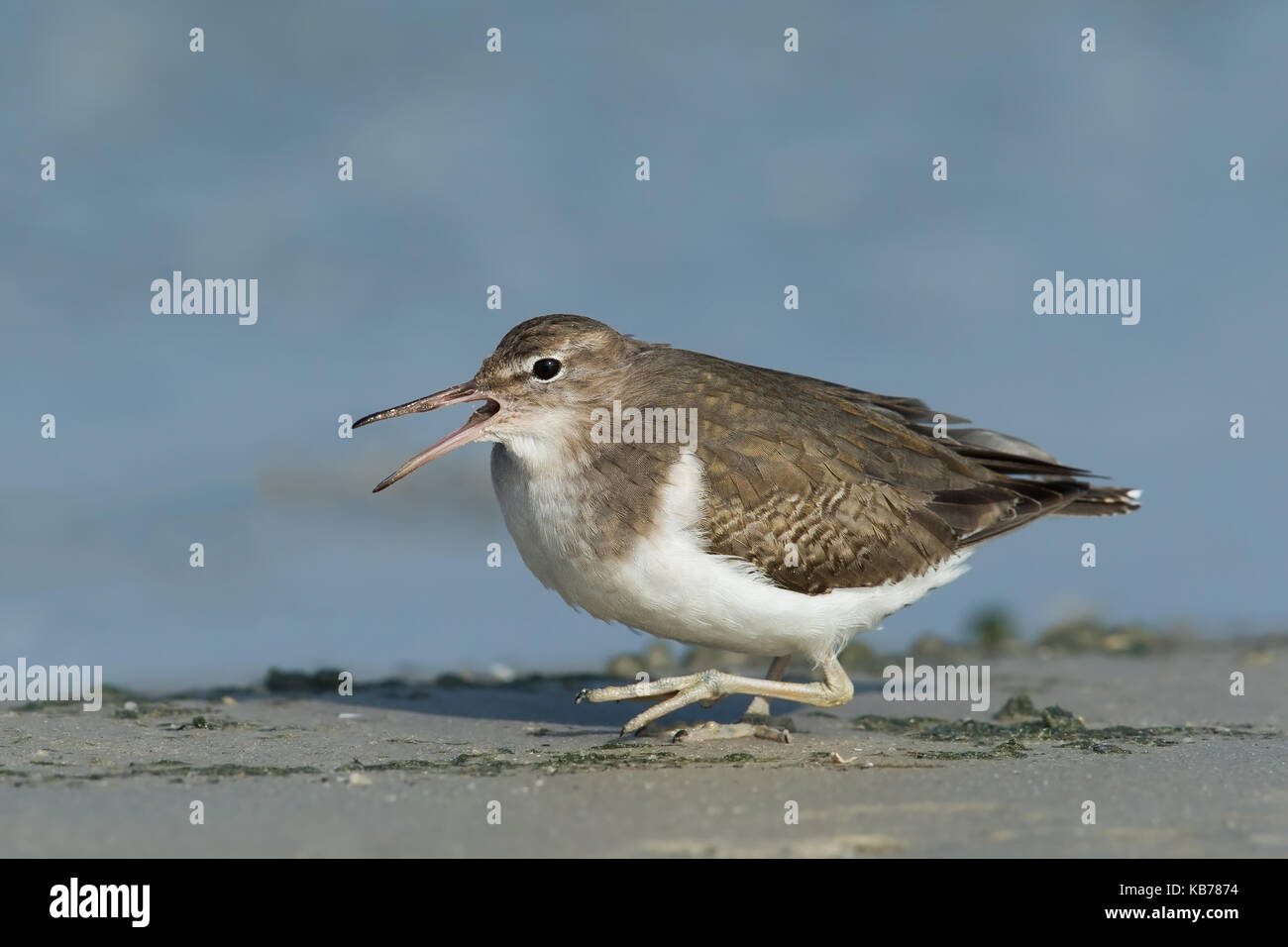 Spotted sandpiper (actitis macularius) foraggio su una spiaggia, Paesi Bassi NOORD-HOLLAND, wieringermeer Foto Stock