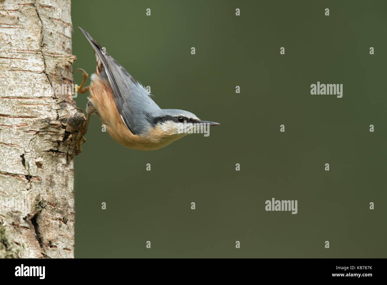 Eurasian picchio muratore (sitta europaea) appesi su un tronco di albero, Paesi Bassi, Twente Foto Stock