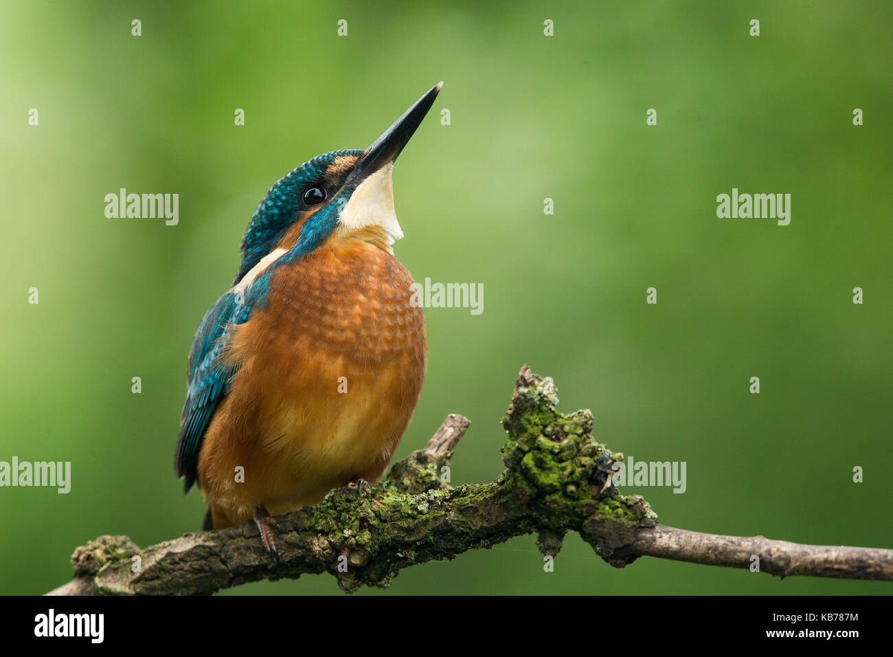 Common kingfisher (Alcedo atthis) appollaiato su un ramo, Belgio, kalmthout Foto Stock