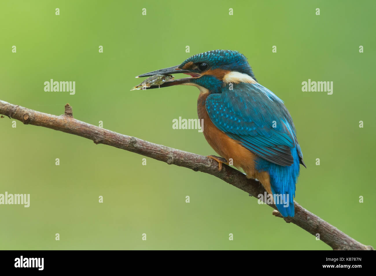 Common kingfisher (Alcedo atthis) con un pesce nel becco, Belgio, kalmthout Foto Stock