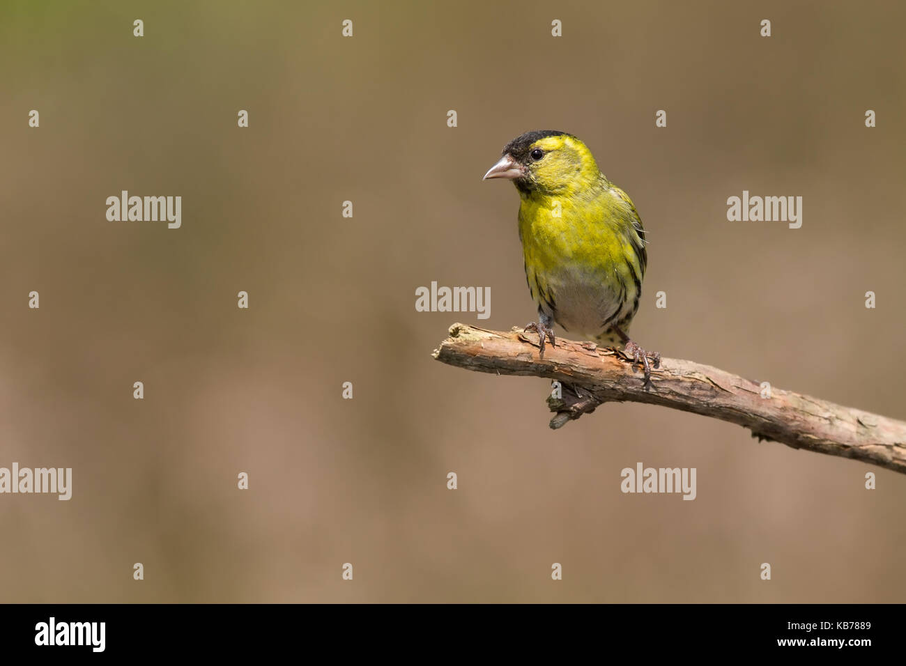 Eurasian lucherino (spinus spinus) appollaiato su un ramo, Paesi Bassi Overijssel Foto Stock