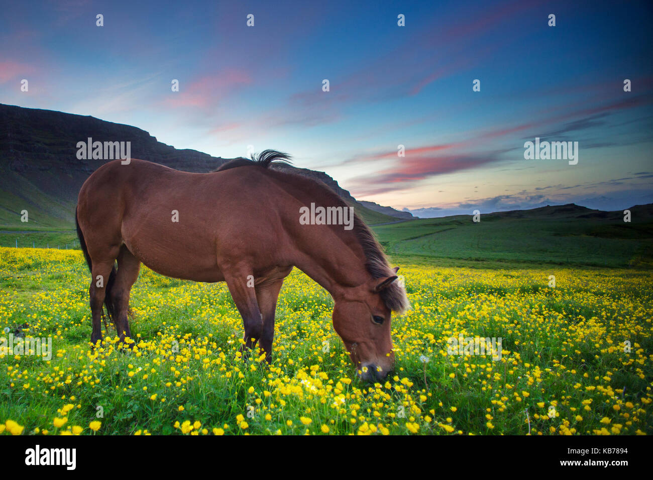 Cavallo islandese grasing a mezzanotte. Foto Stock