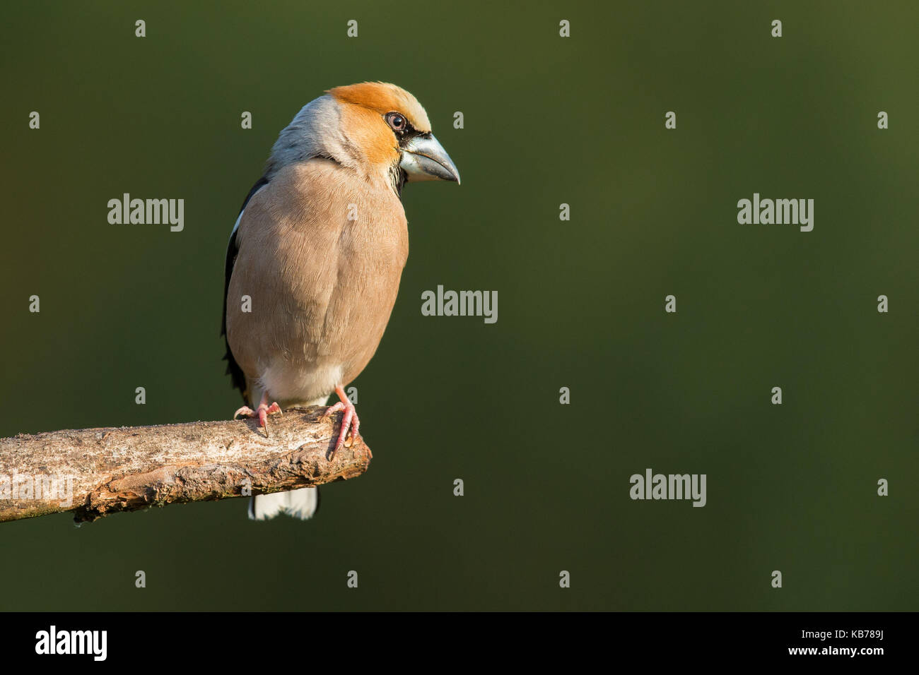 Hawfinch (coccothraustes coccothraustes) maschio appollaiato su un ramo, Paesi Bassi Overijssel Foto Stock