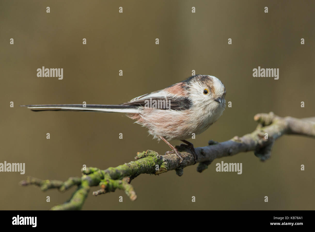 Long-tailed tit (aegithalos caudatus) appollaiato su un ramo, Paesi Bassi, Noord Holland, seevanck Foto Stock