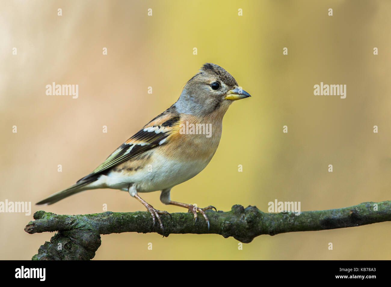 Brambling (fringilla montifringilla) femmina appollaiato su un ramo, Paesi Bassi, Noord Holland, seevanck Foto Stock