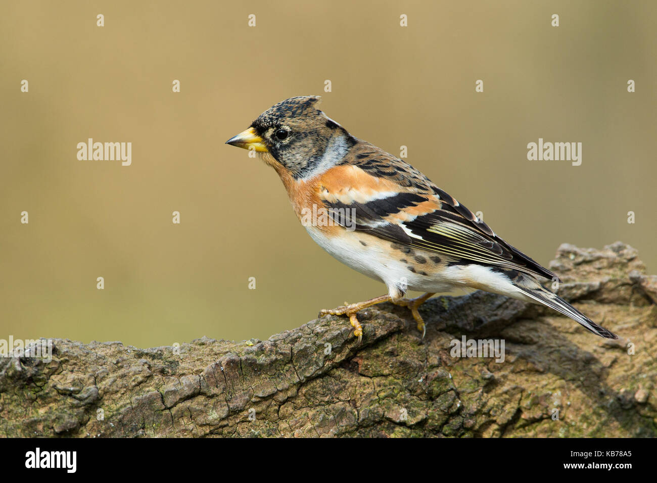 Brambling (fringilla montifringilla) maschio appollaiato su un ceppo di albero, Paesi Bassi, Noord Holland, seevanck Foto Stock