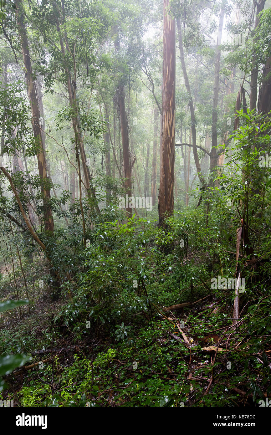 Forest withtasmanian bluegum (Eucalyptus globulus) in una nebbiosa mattina, Portogallo, parco naturale di sintra-cascais Foto Stock