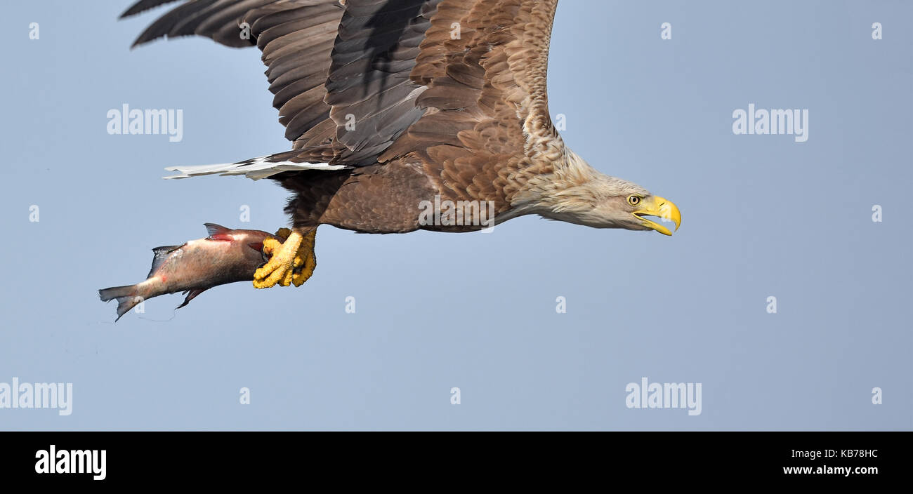 White-tailed eagle (Haliaeetus albicilla) in volo con il proprio pesce pescato nei suoi artigli, Polonia, oder Foto Stock