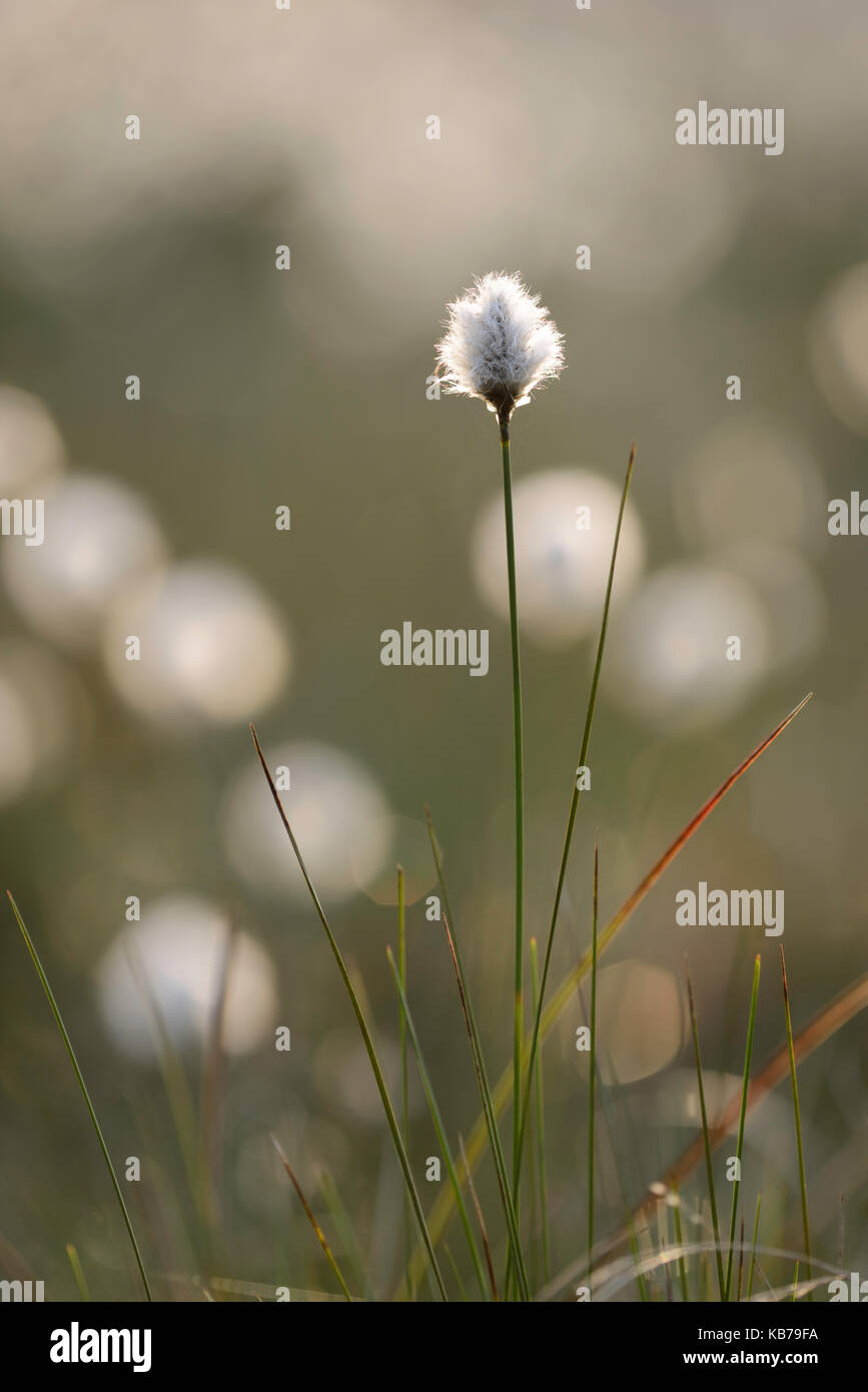 Hare's-coda (cottongrass eriophorum vaginatum), Paesi Bassi Drenthe, nationaal park nationaal beek- en esdorpenlandschap drentsche aa Foto Stock