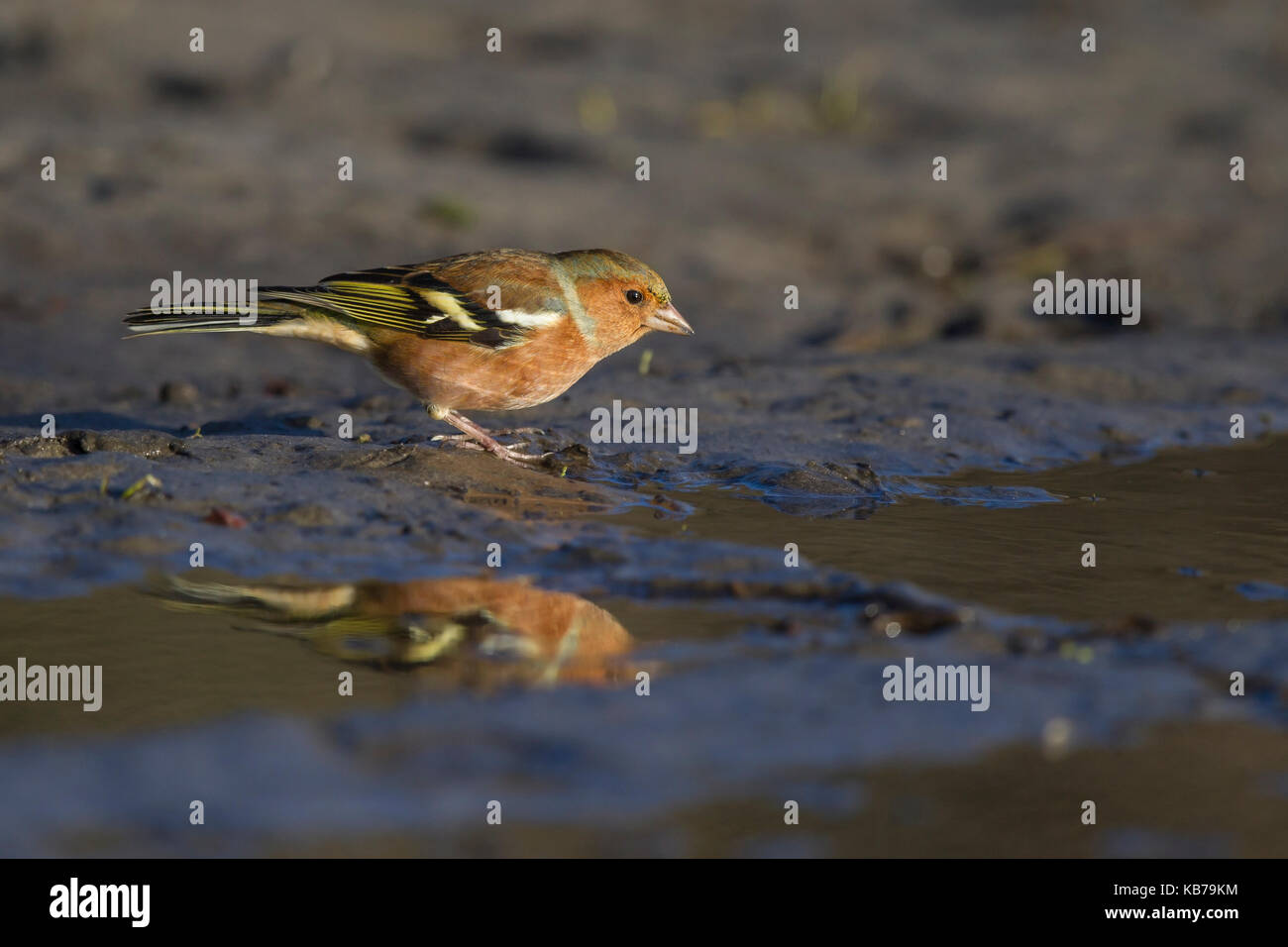 Comune (fringuello fringilla coelebs) bere in una pozza di pioggia, Paesi Bassi Zeeland Foto Stock