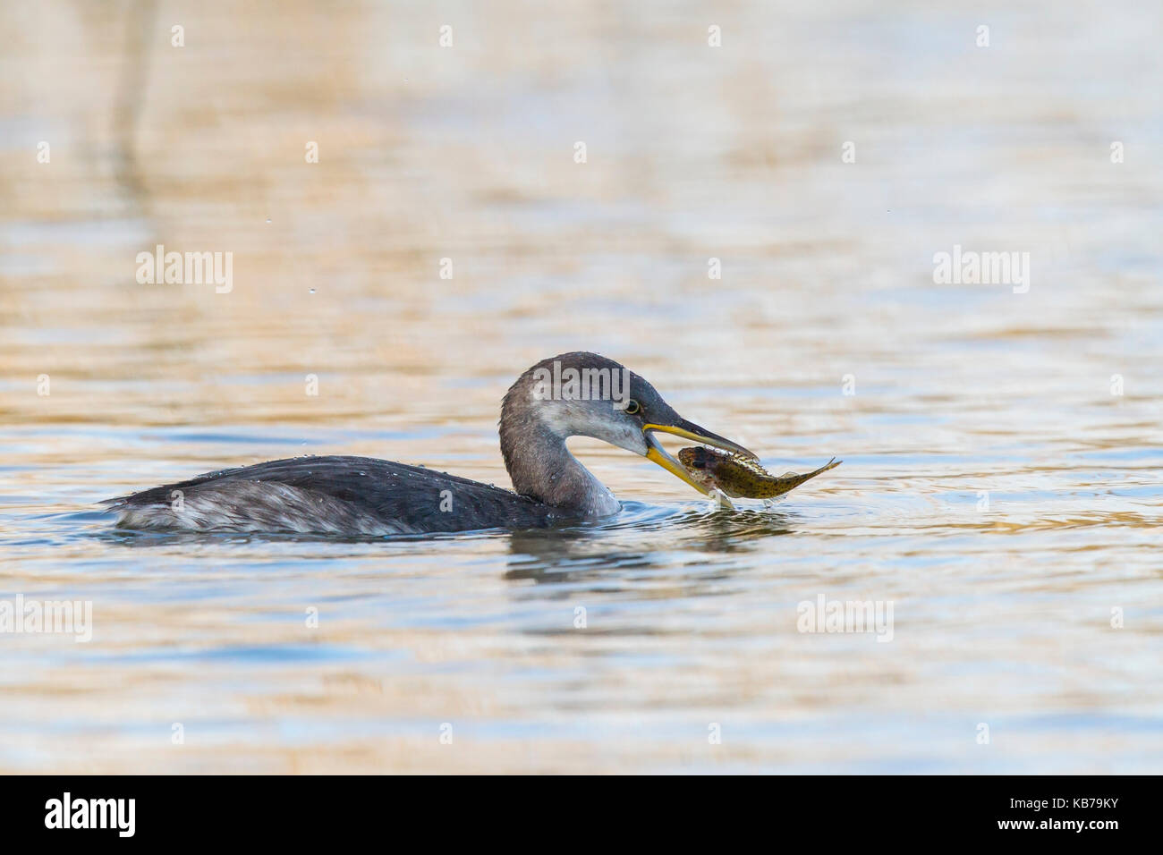 Rosso Colli di svasso (Podiceps grisegena) cattura un ruffe eurasiatica (gymnocephalus cernuus), Paesi Bassi, Flevoland Foto Stock