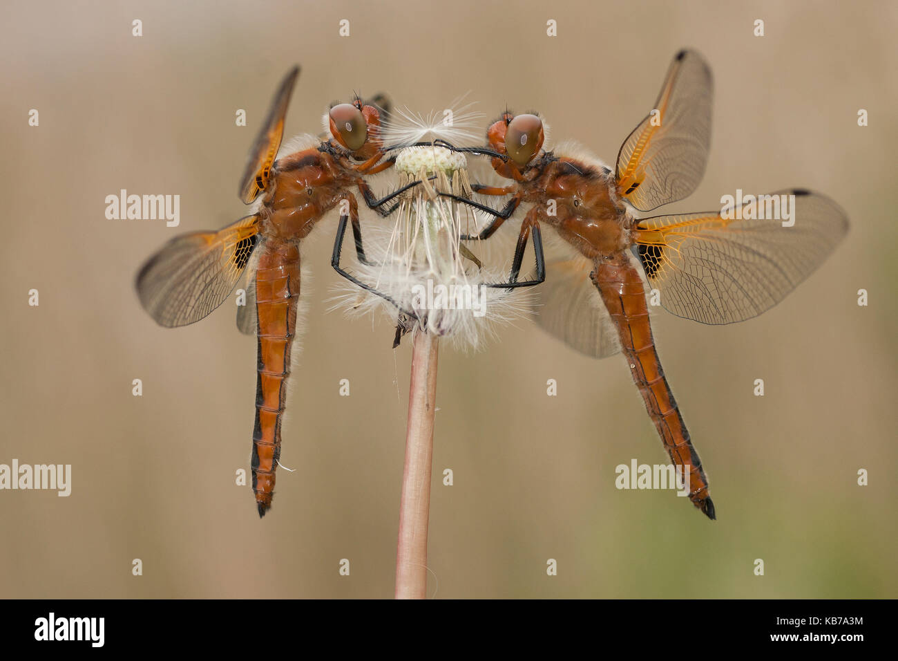 Scarsa chasers (libellula fulva) in appoggio sul tarassaco (Taraxacum officinale), Paesi Bassi Overijssel, kalenberg, weerriben Foto Stock