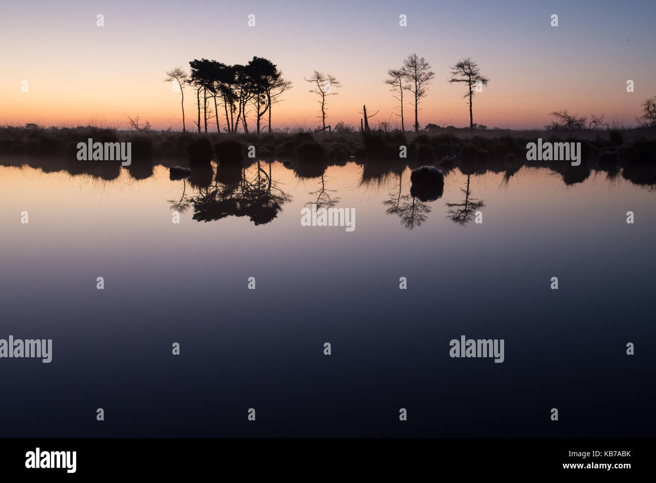 Pino scozzese che riflette nell'acqua sulla malga, Belgio, Anversa, la foto non è sparata in città, Calmthoutse heide Foto Stock