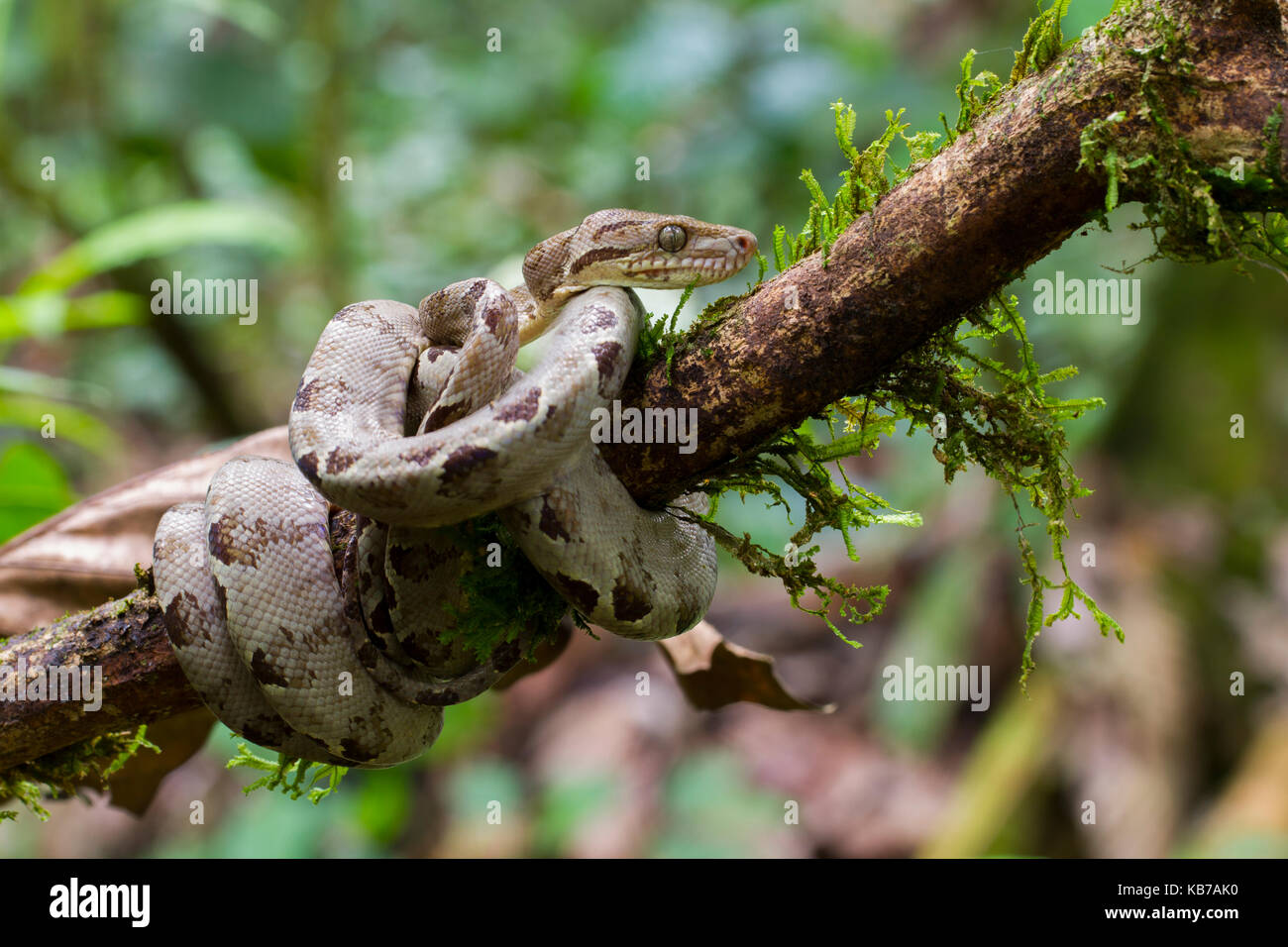 Amazon tree boa (corallus hortulanus) in attesa su un ramo, ecuador, Napo, san jose de payamino Foto Stock