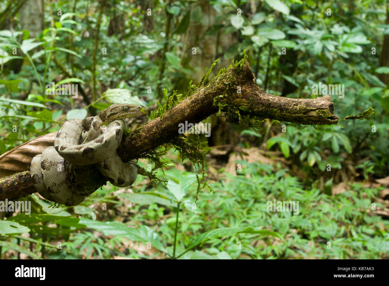 Amazon tree boa (corallus hortulanus) in attesa su un ramo, ecuador, Napo, san jose de payamino Foto Stock