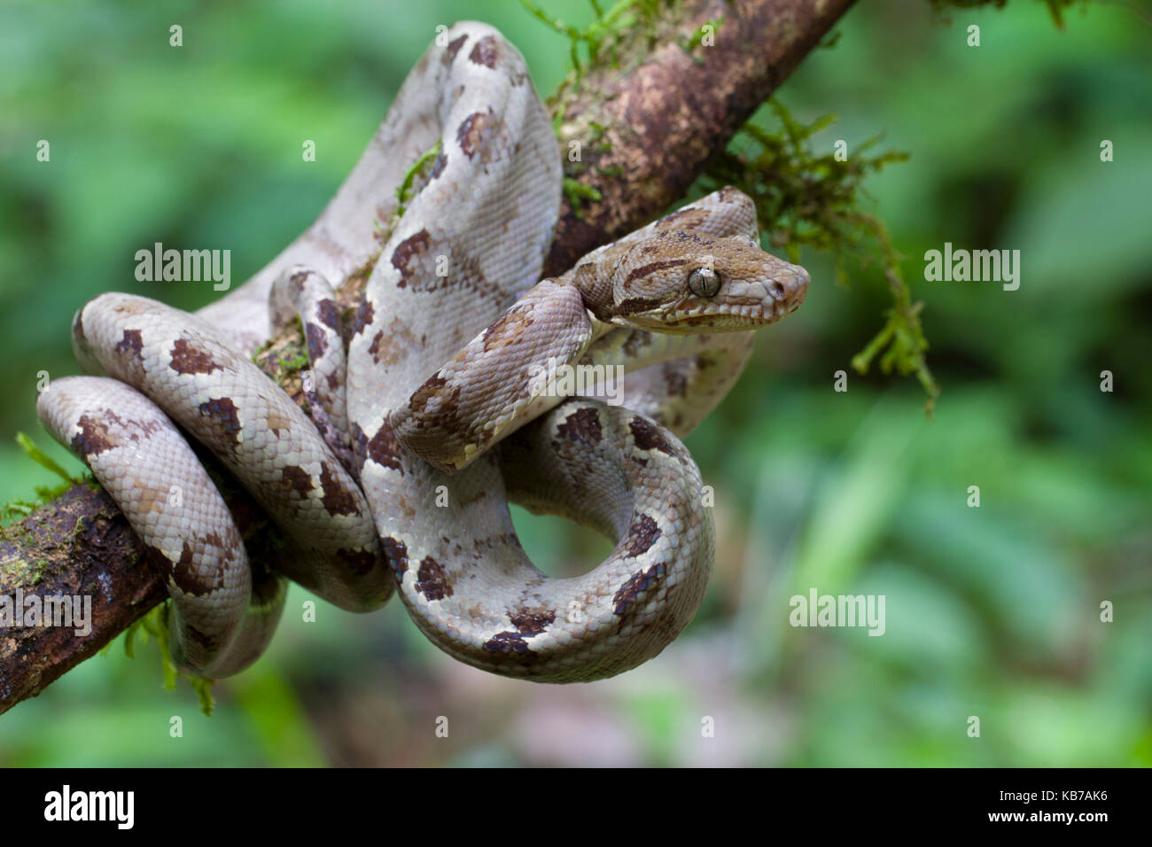 Amazon tree boa (corallus hortulanus) in attesa su un ramo, ecuador, Napo, san jose de payamino Foto Stock