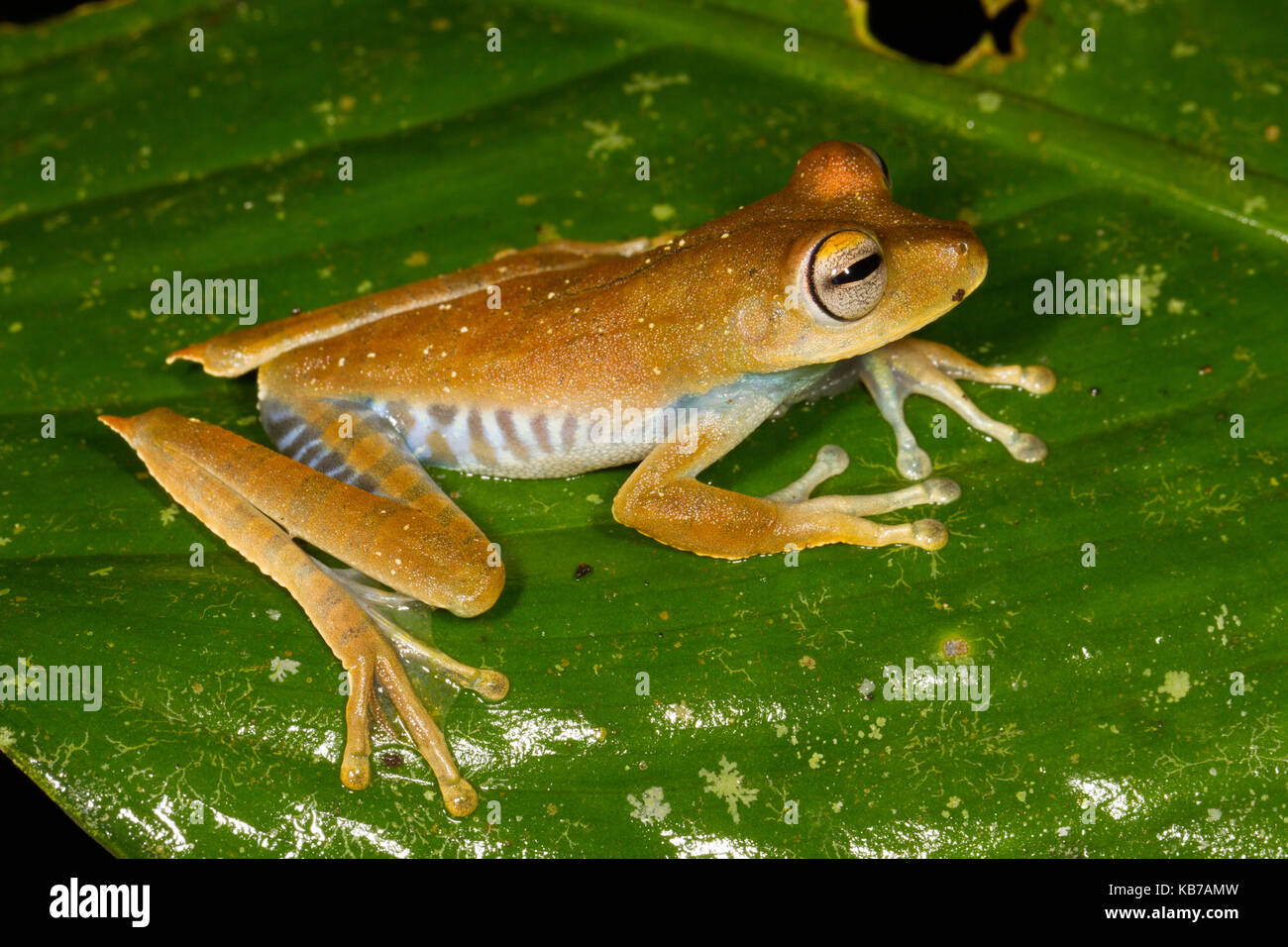 La rana dell'albero del condannato (Hypsiboas calcaratus) che riposa su una foglia, Ecuador, Napo, San Jose de Payamino Foto Stock