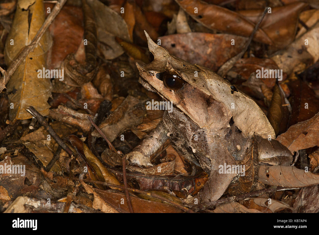 Foglia malese frog (megophrys nasuta) in attesa di preda, Malaysia Foto Stock