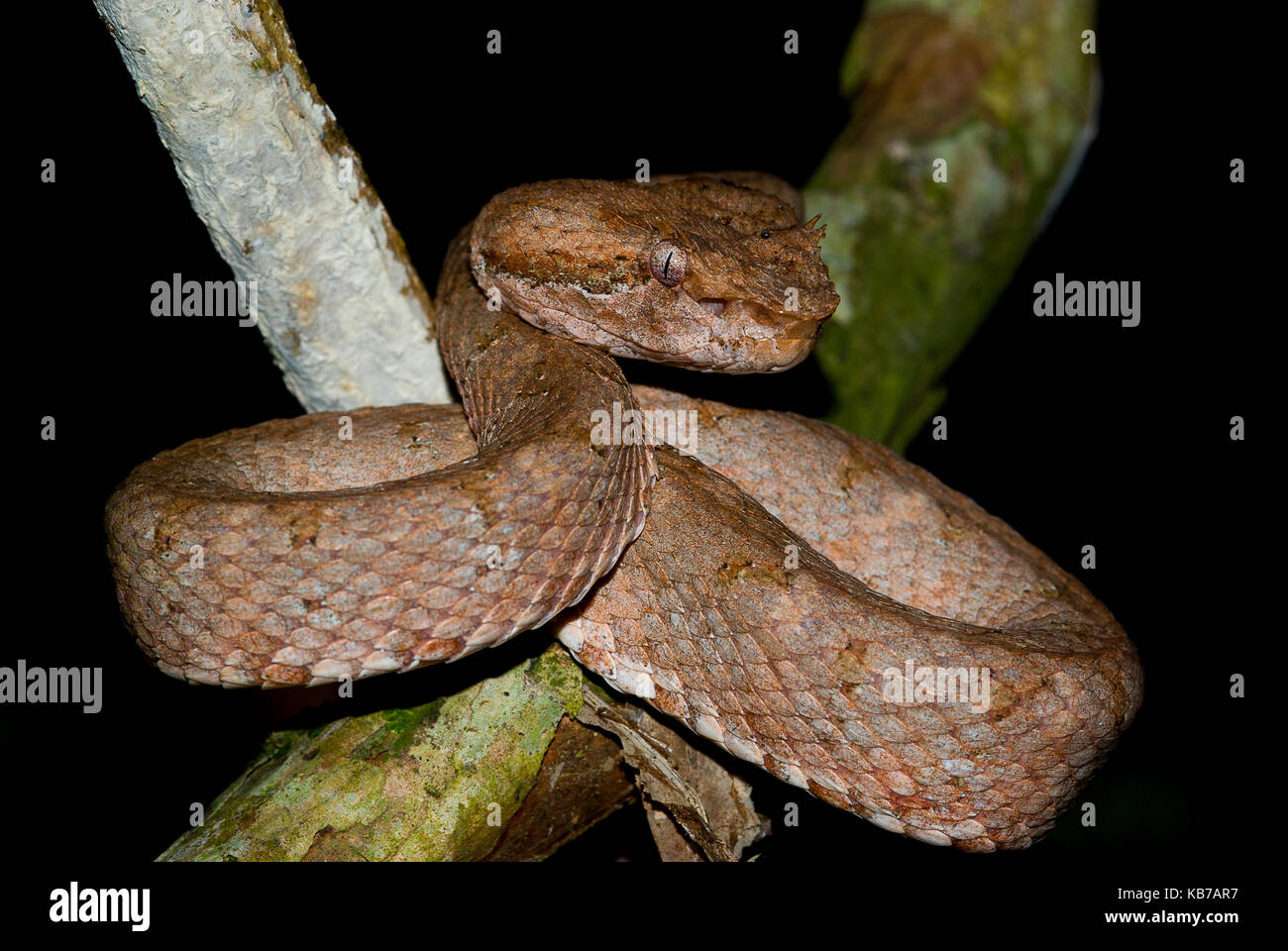 Tintura ciglia rattlesnakes (bothriechis schlegelii) in attesa di preda, Panama Foto Stock
