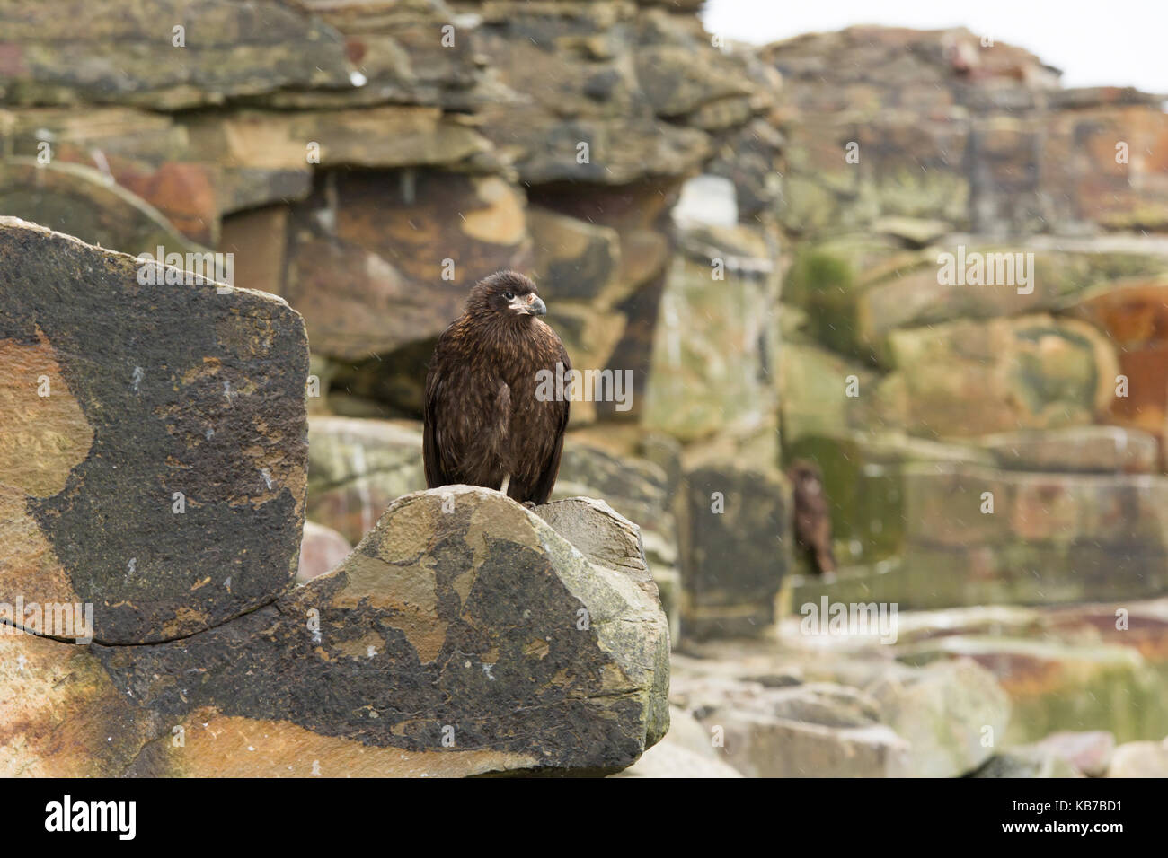 Caracara striato (phalcoboenus australis) arrampicato dalla tempesta di cliff edge, Isole Falkland, Sea Lion Island Foto Stock