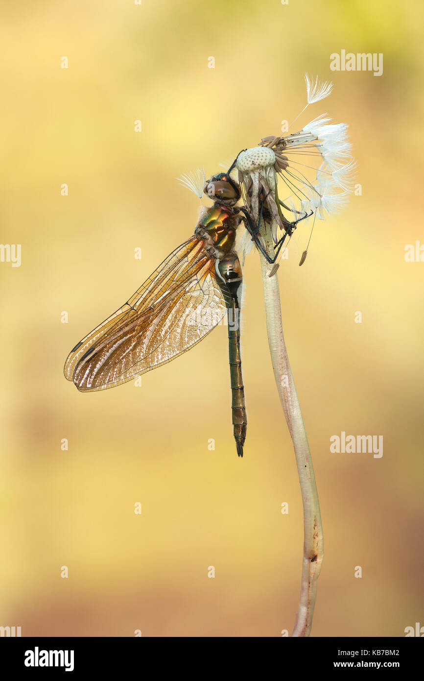 Roverella (smeraldo cordulia aenea) su un tarassaco (Taraxacum officinalis), Paesi Bassi Overijssel, vriezenveen, engbertsdijksvenen Foto Stock