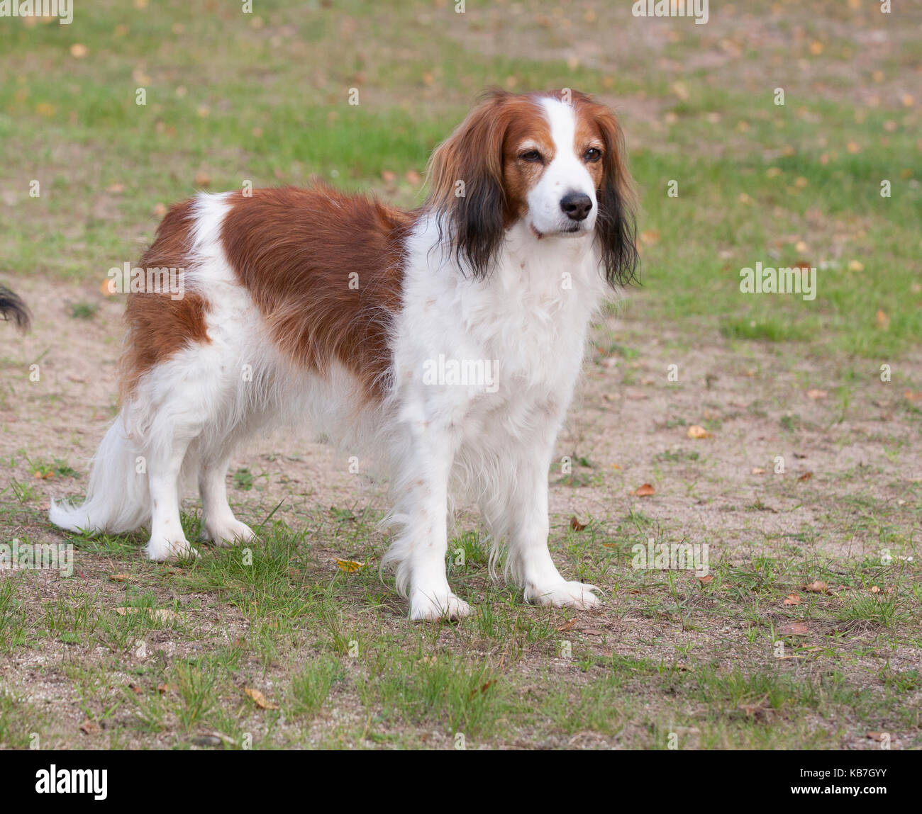 Il kooikerhondje 2017 è una spaniel tipo di cane di ascendenza olandese Foto Stock