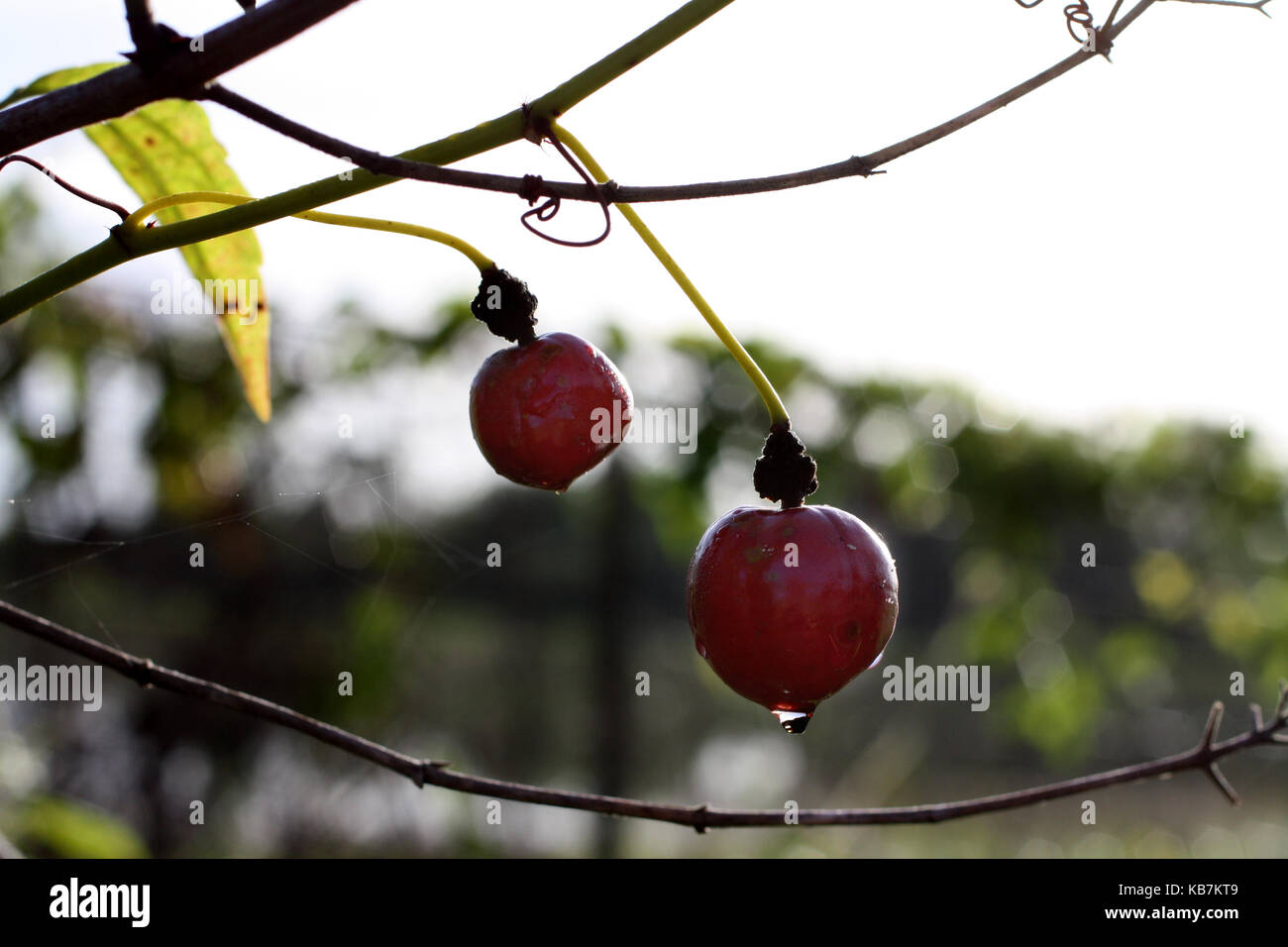 Una bella foto da La mia collezione Foto Stock