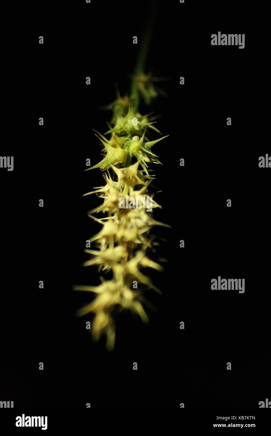 Una bella foto da La mia collezione Foto Stock