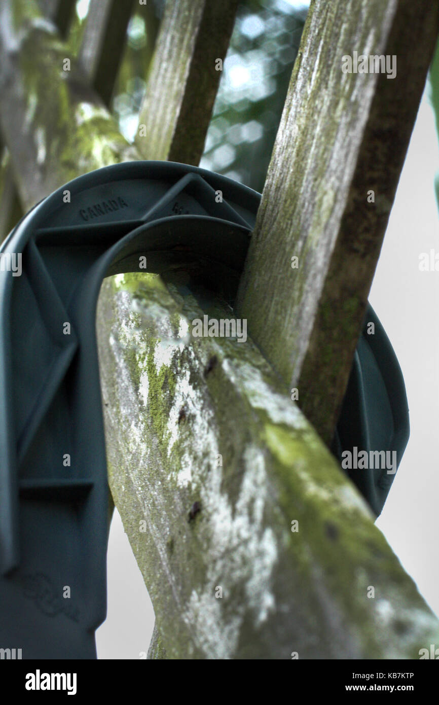 Una bella foto da La mia collezione Foto Stock