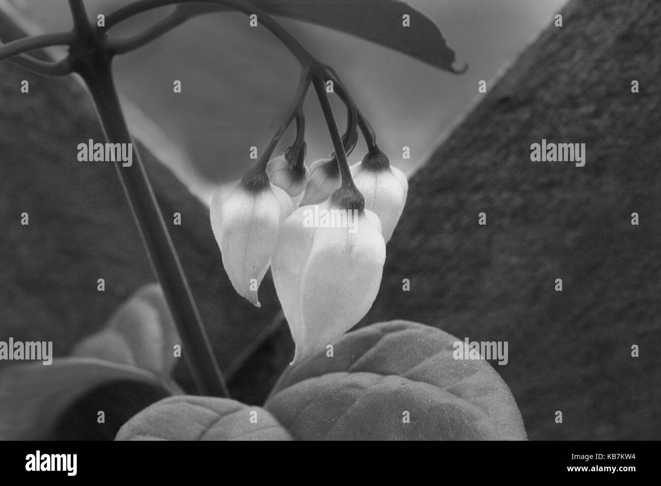 Una bella foto da La mia collezione Foto Stock