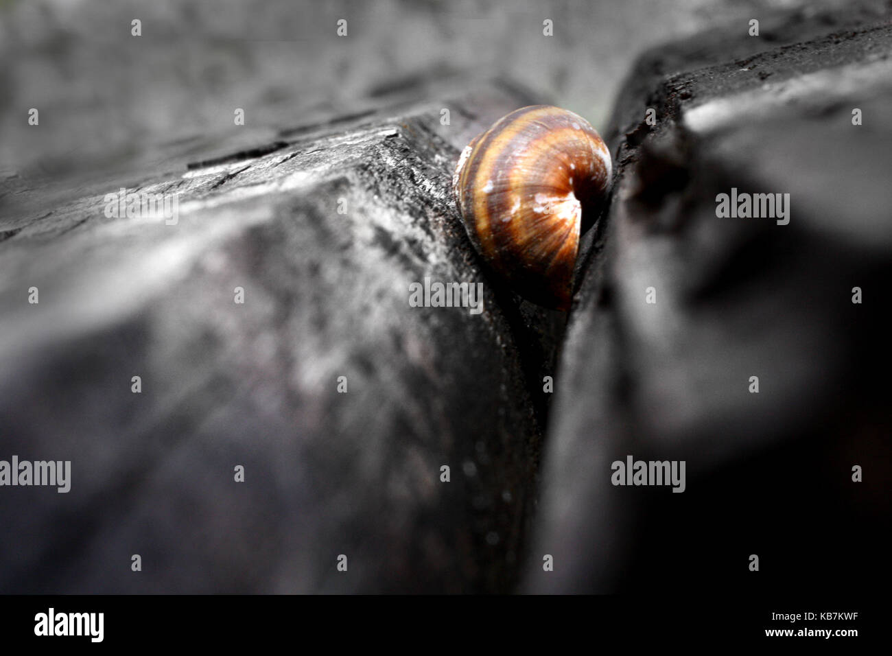 Una bella foto da La mia collezione Foto Stock