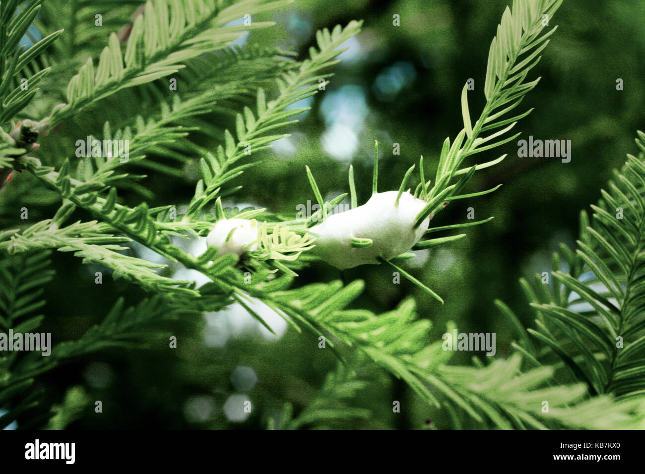 Una bella foto da La mia collezione Foto Stock