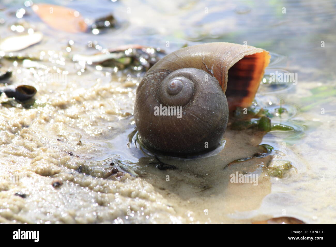 Una bella foto da La mia collezione Foto Stock
