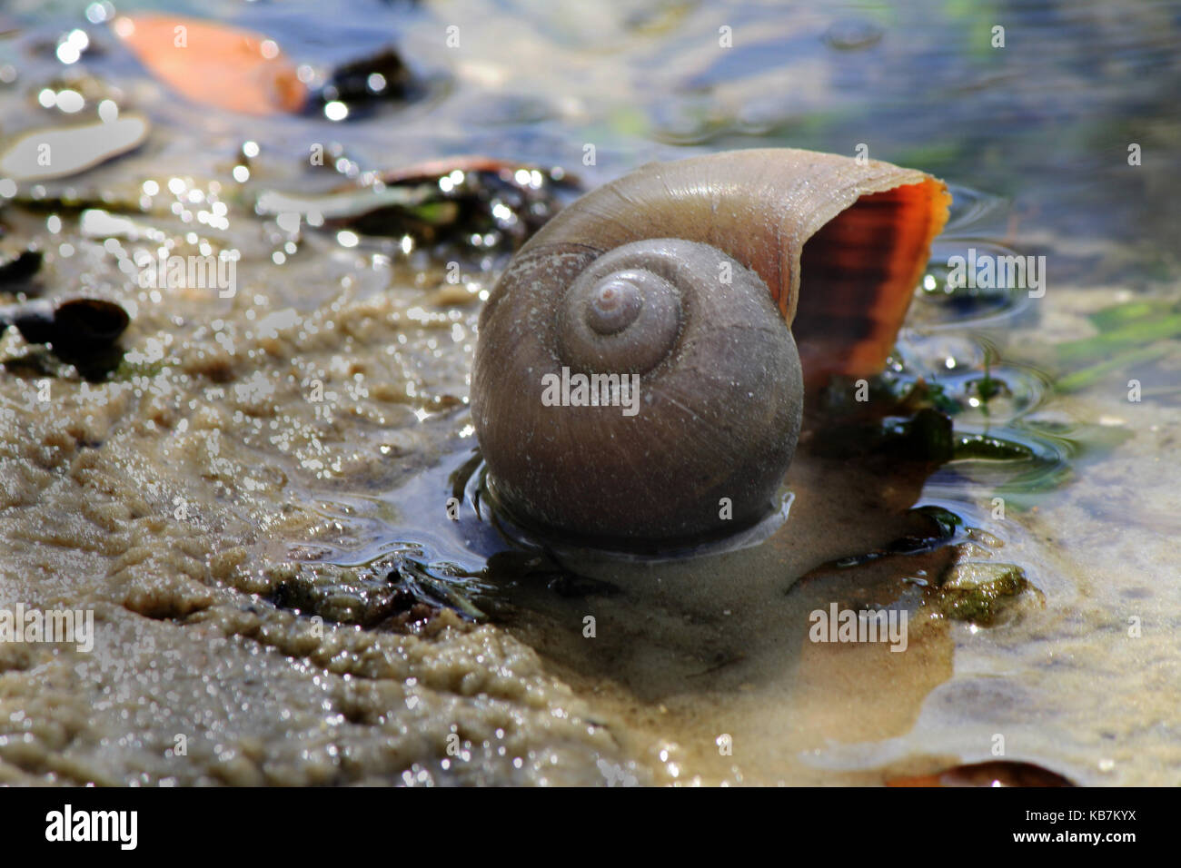 Una bella foto da La mia collezione Foto Stock