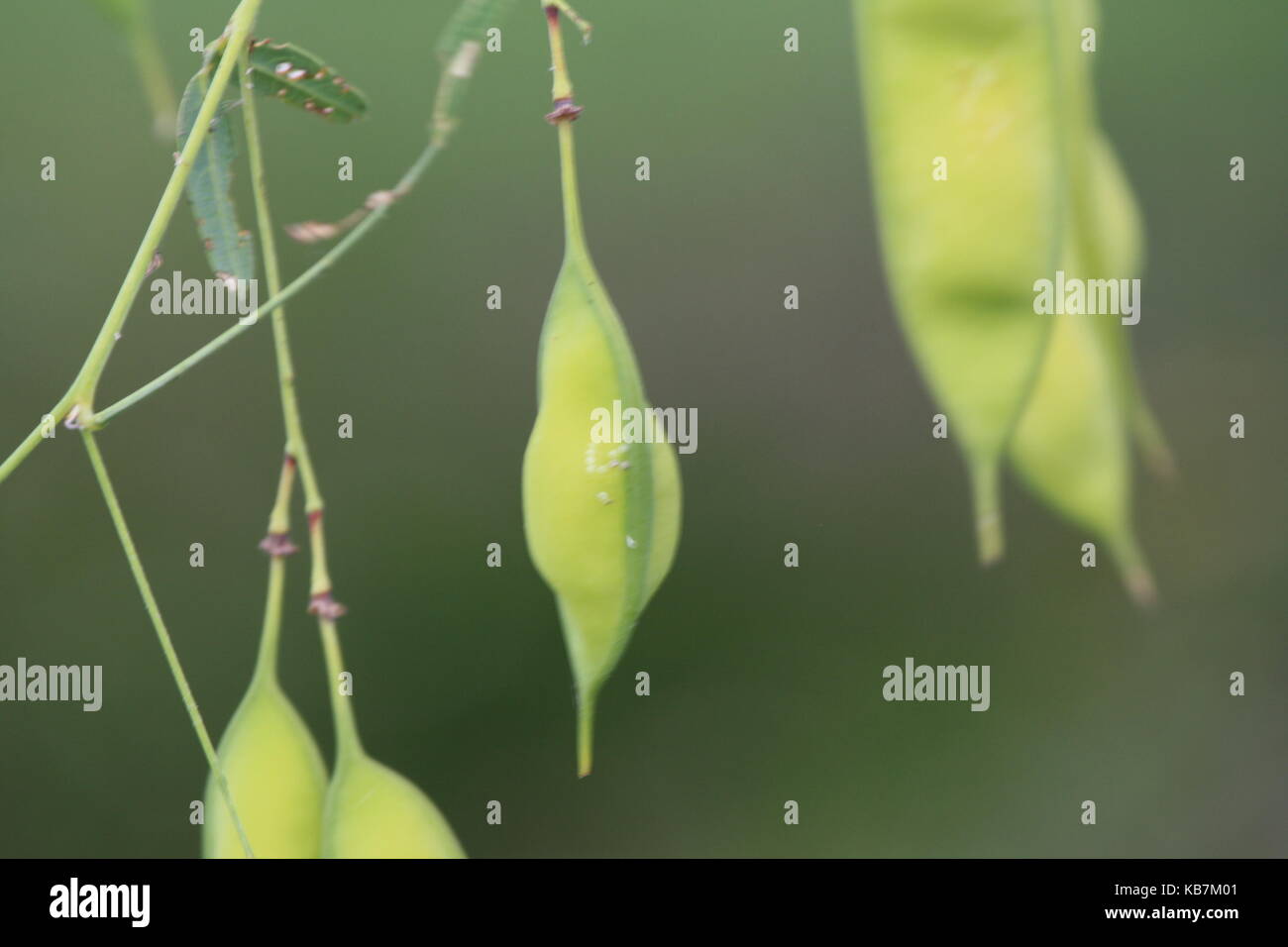 Una bella foto da La mia collezione Foto Stock