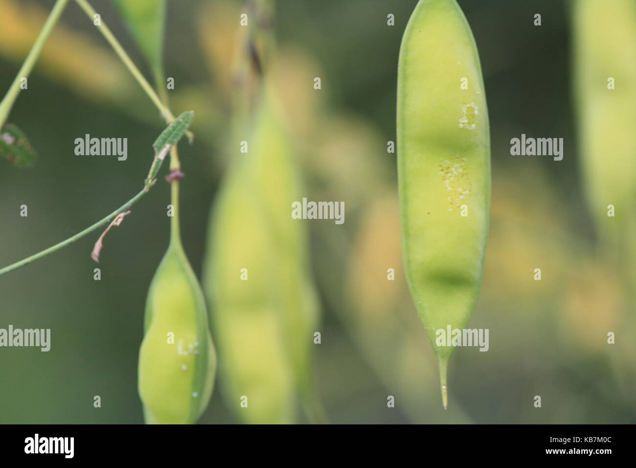 Una bella foto da La mia collezione Foto Stock