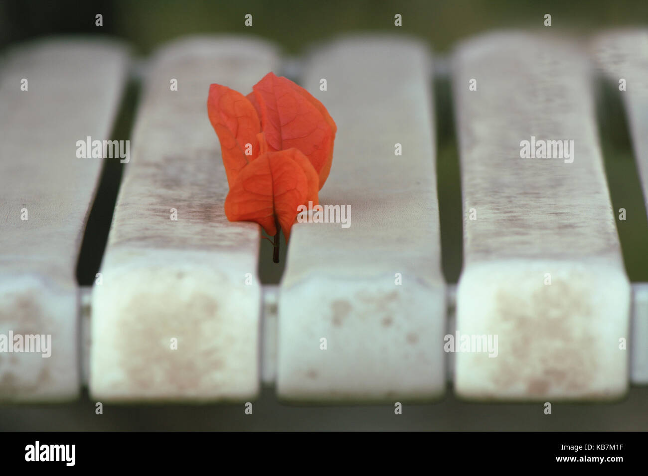 Una bella foto da La mia collezione Foto Stock