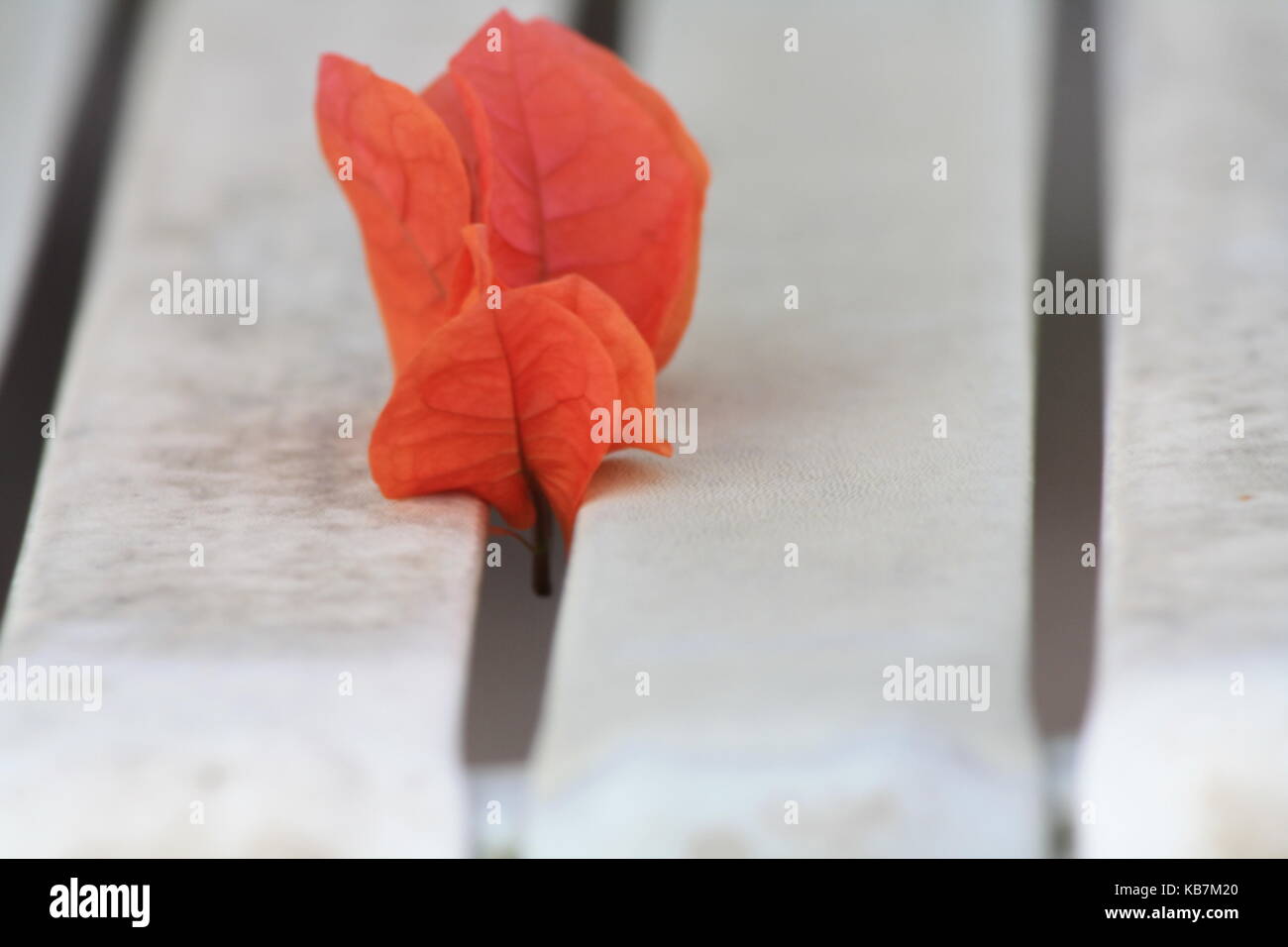 Una bella foto da La mia collezione Foto Stock