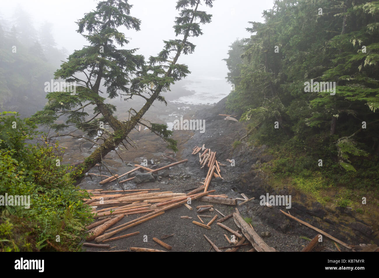 Ucluelet, British Columbia, Canada - 8 settembre 2017: west pacific trail ucluelet vicino in un giorno di pioggia Foto Stock