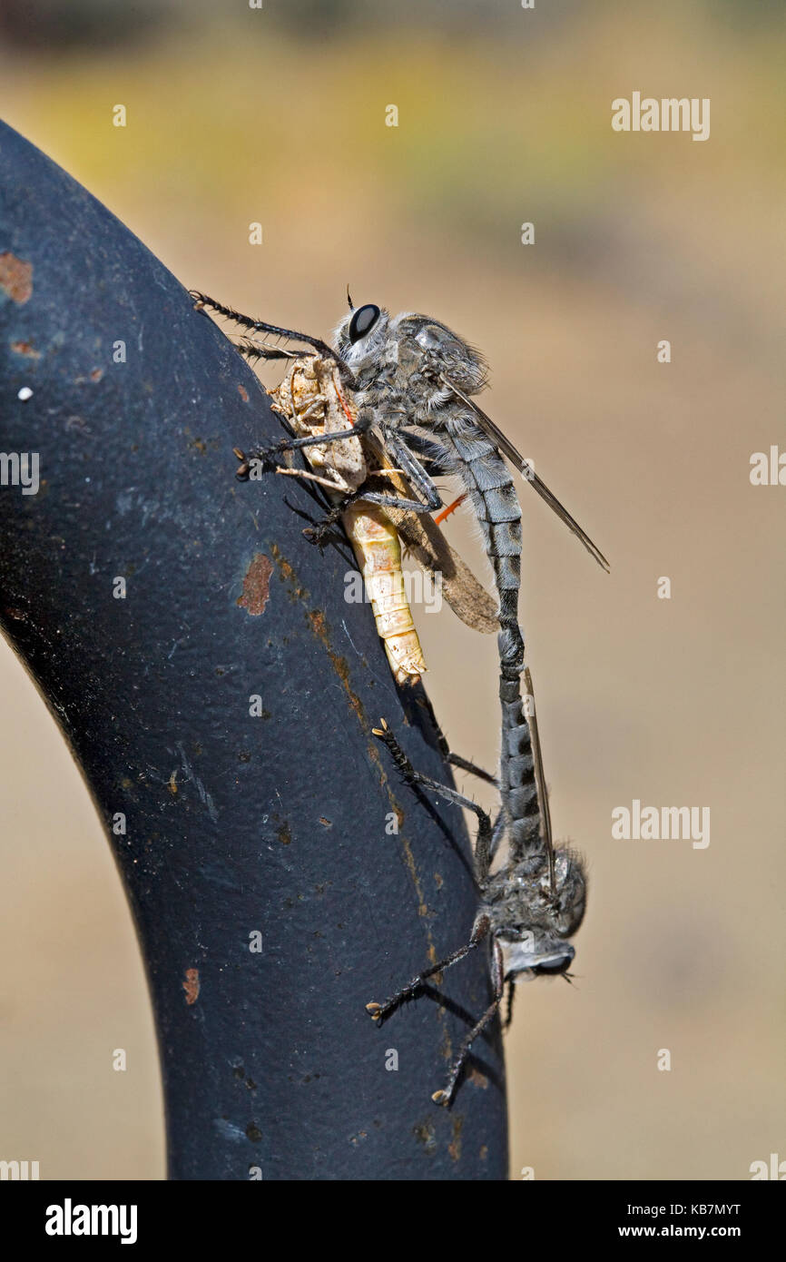 Due rapinatore vola, dalla famiglia Asilidae, accoppiamento. La femmina ha catturato una grande grasshopper e alimentazione su di esso come ella razze con il maschio. Foto Stock