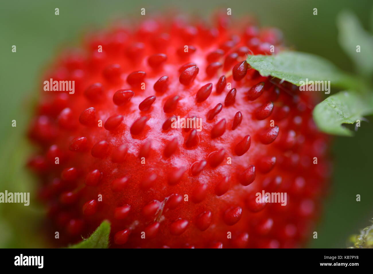 Frutto della macro Foto Stock