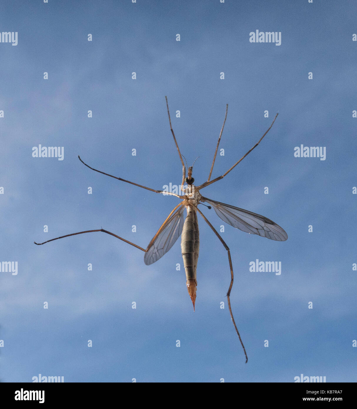 Gru fly - un membro della famiglia di insetti Tipulidae, dell'ordine Ditteri, vero vola nella superfamiglia Tipuloidea. Foto Stock