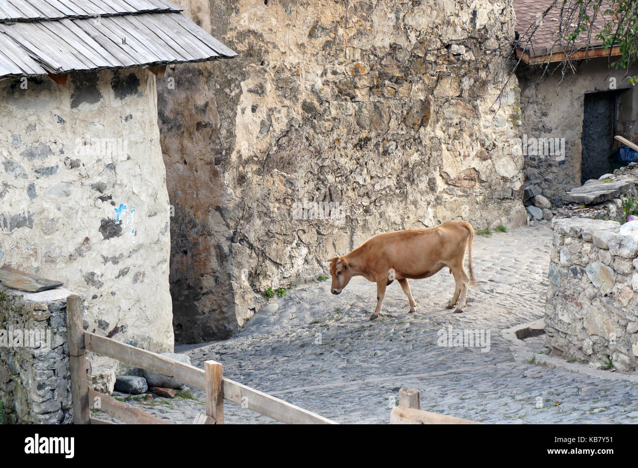 Mucca su strade medievali di mestia Foto Stock
