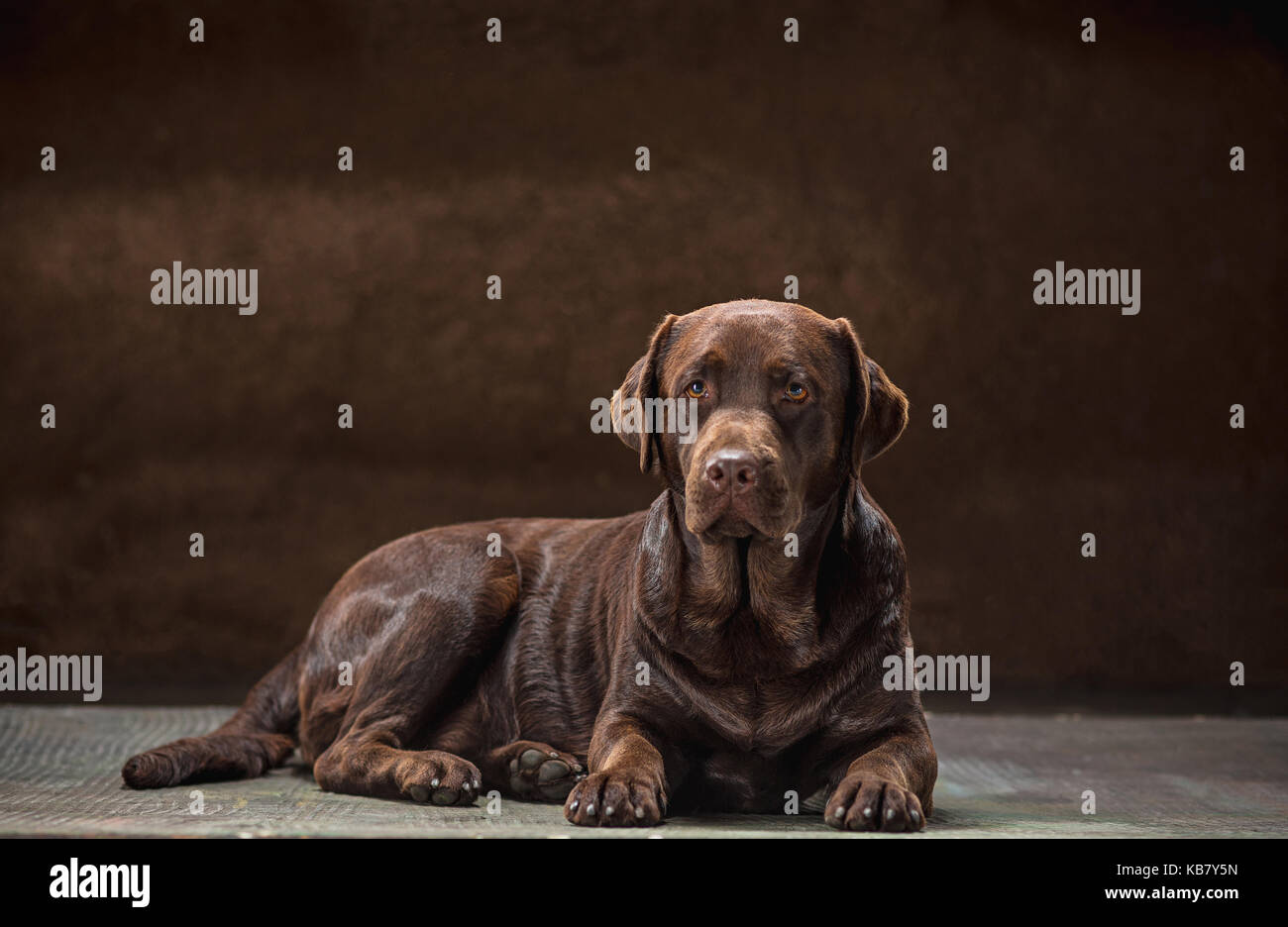 Il ritratto di un nero labrador cane preso contro uno sfondo scuro. Foto Stock