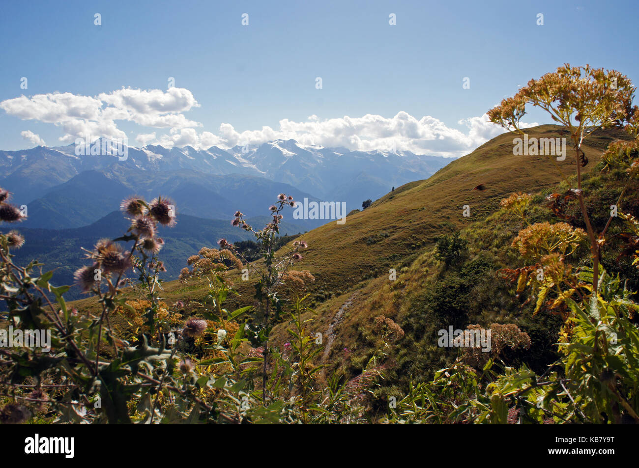 Le piante delle montagne del Caucaso in Georgia Foto Stock