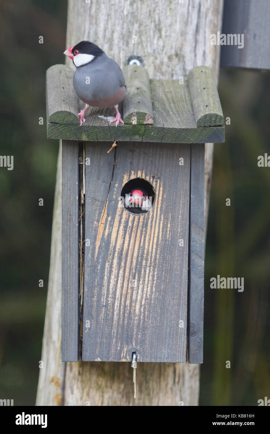 Weaver bird peeking fuori del nido - messa a fuoco selettiva Foto Stock